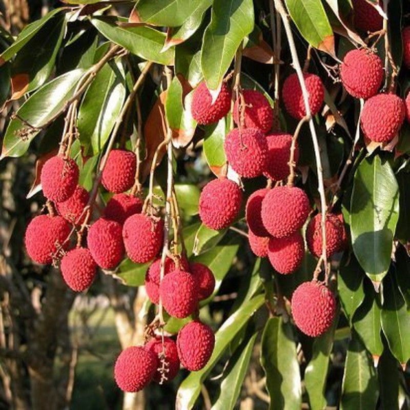 Comprar Litchi...