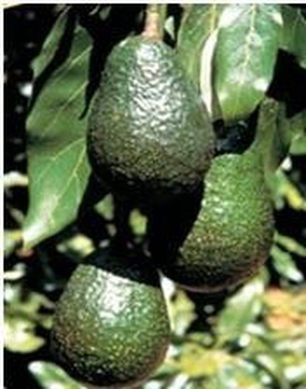 Comprar Aguacate...