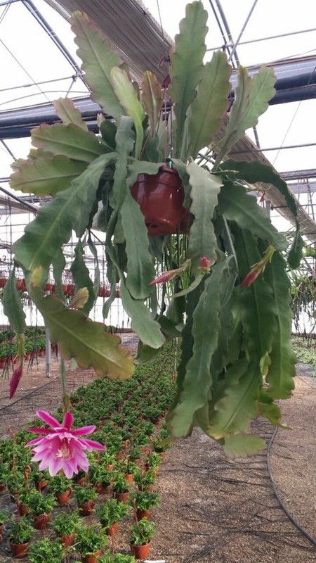 epiphyllium Hibrid
