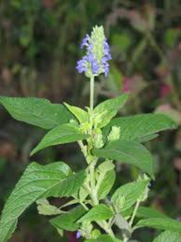 Comprar semillas de Chia Salvia Hispánica