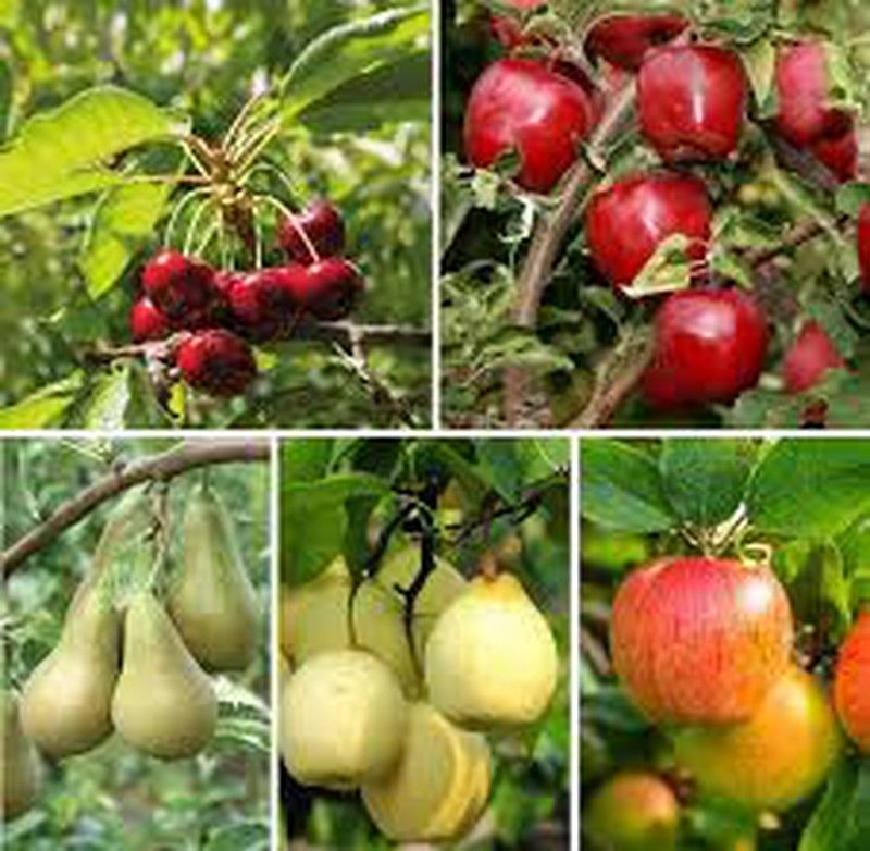 Selección de Frutales