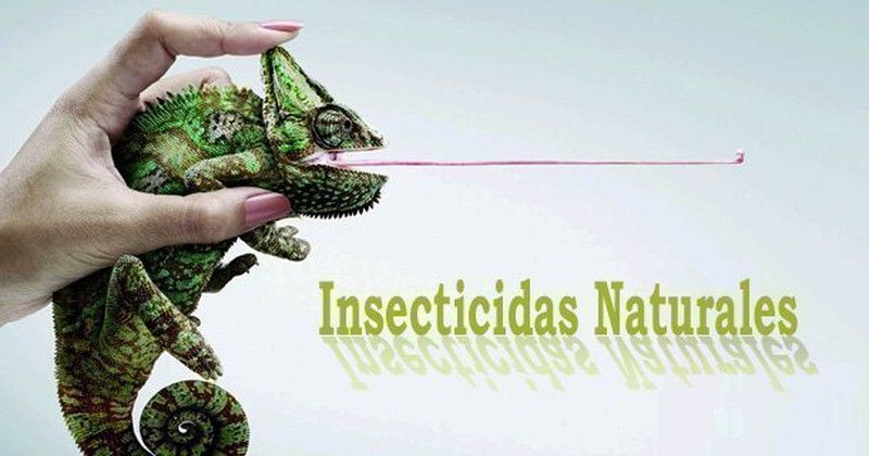 Control de Plagas y Enfermedades: