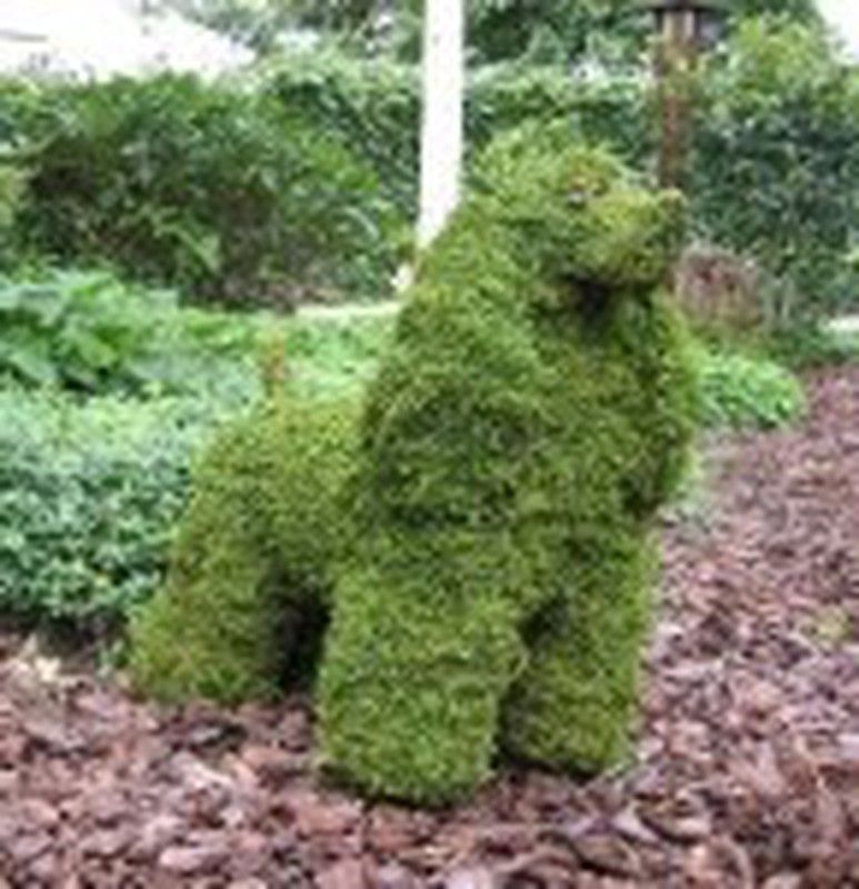 Perros para arte Topiaria