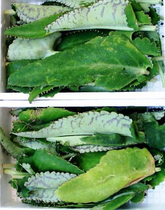 Hojas de Kalanchoe Daigremontiana