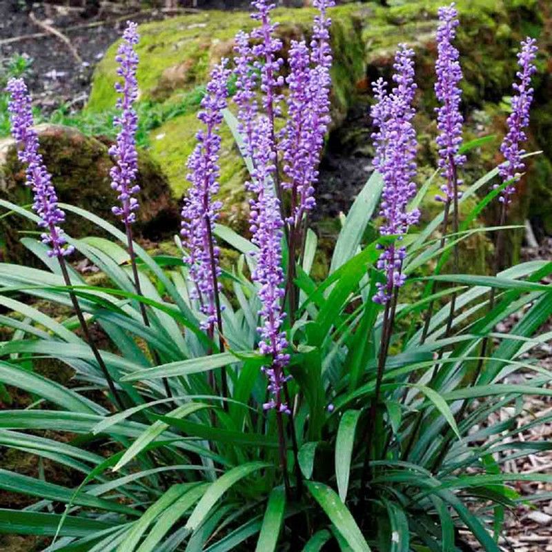 Liriope Muscari