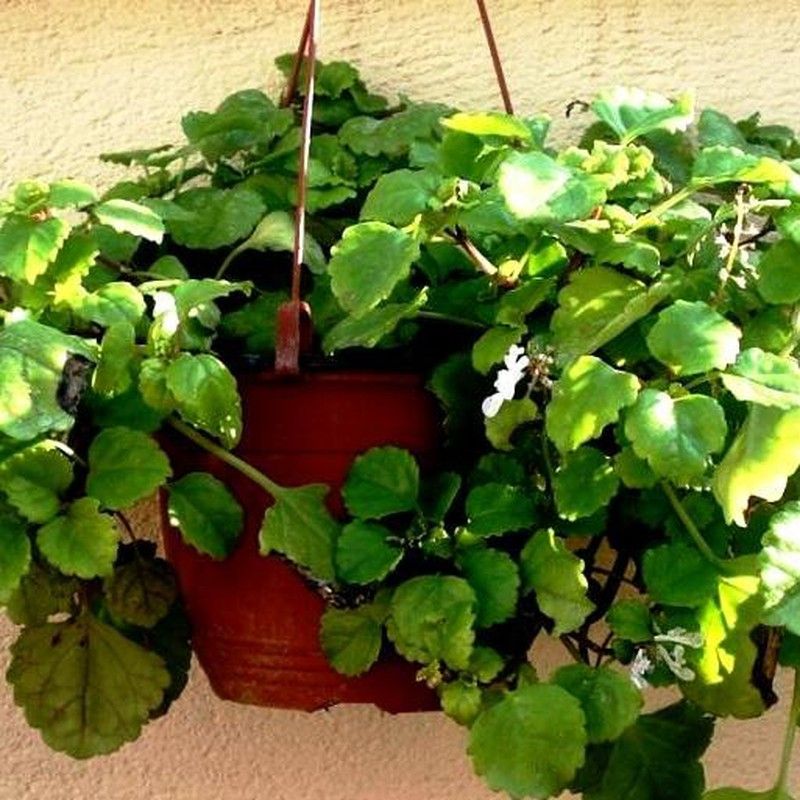 Quiero una planta del Dinero