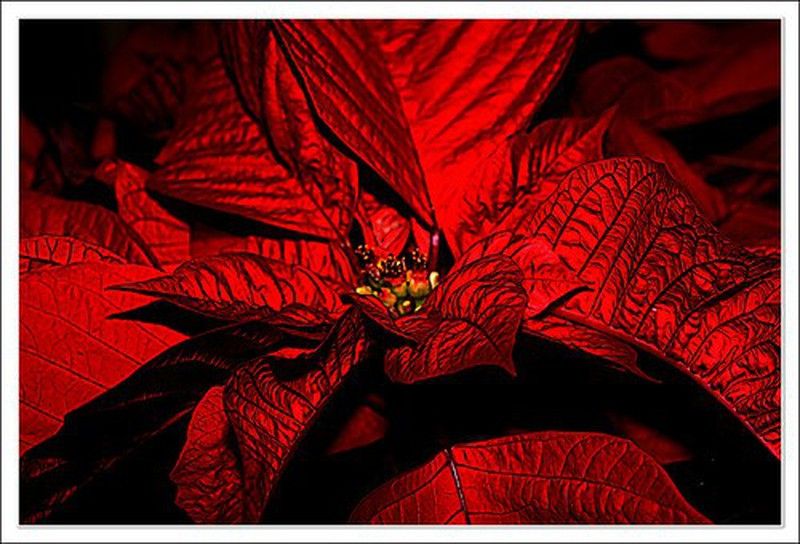 Poinsettias con abono de regalo...