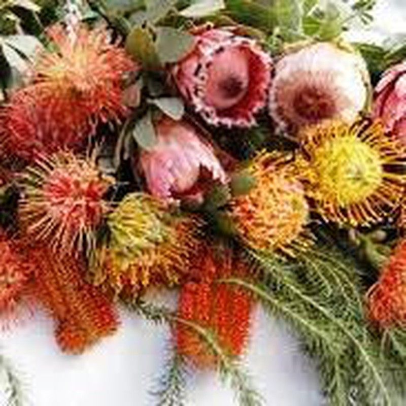 Comprar semillas de Protea