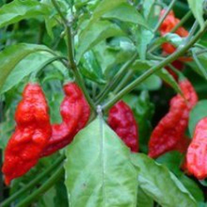 Comprar semillas Naga Bhut Jolokia Fantasma...