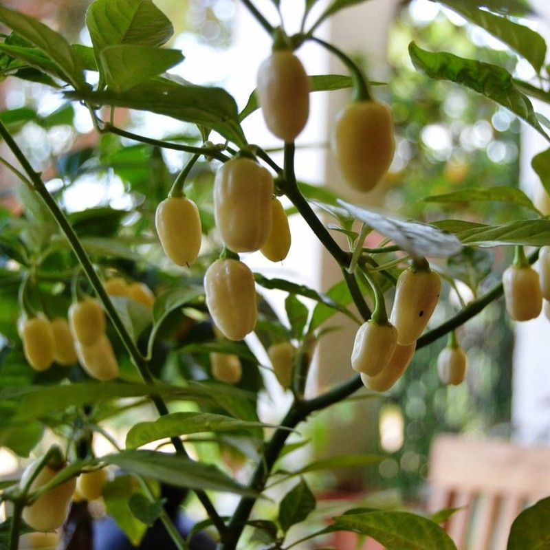 Tienda de Chiles, guindillas y habaneros