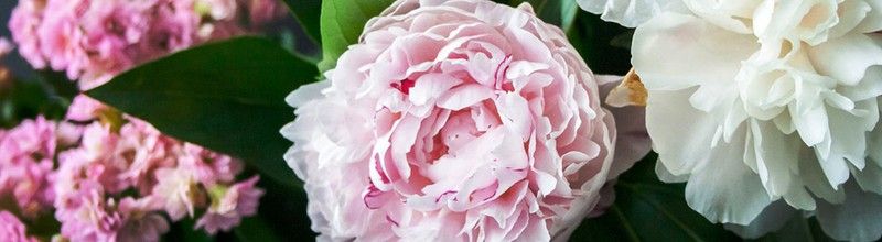 Listado de flores y plantas más destacados por sus ventas: