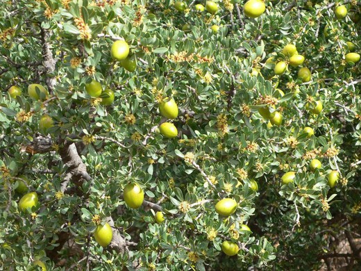 Árbol de Argán