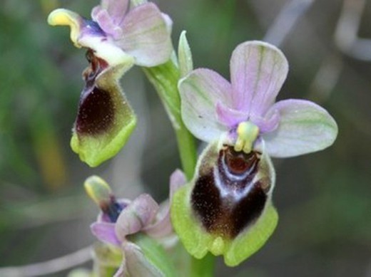 La Orquidea Mariposa más rara de Europa