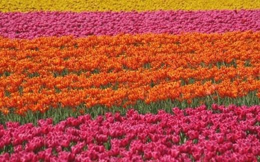 Holanda y las Flores frescas