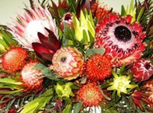 Las Proteas