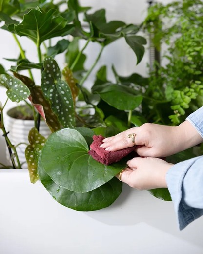 floresfrescasonline.com 🌿 Passion pour les plantes : un service humain et artisanal à chaque livraison 🌿