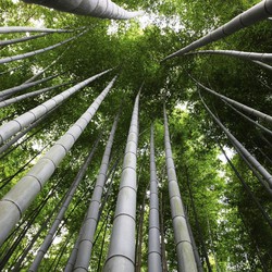Col·lecció de Bambús
