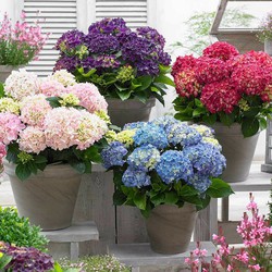 Colección de Hortensias — Floresfrescasonline