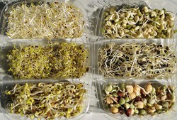 Brotos germinados biológicos de sementes