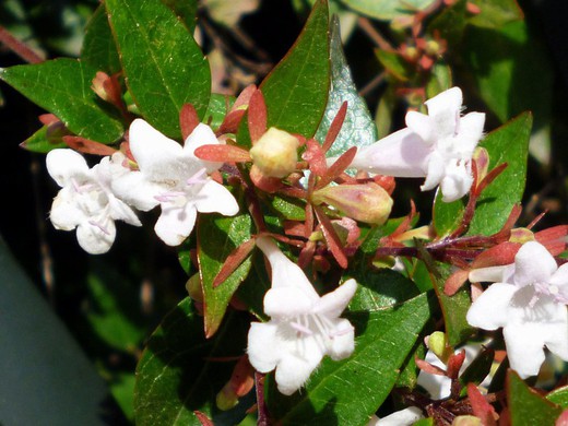 Abelia Grandiflora