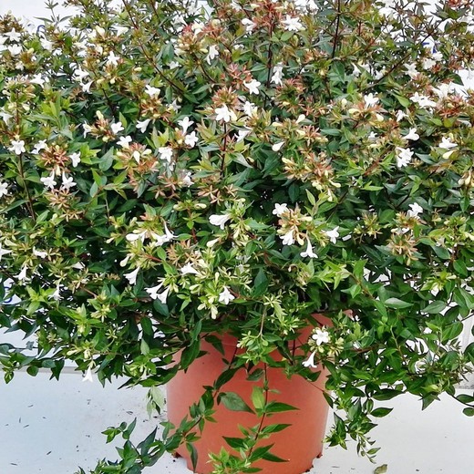 Abelia grandiflora prostrata