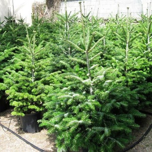 Abetos de Navidad Naturales, Abies Nordmanniana —