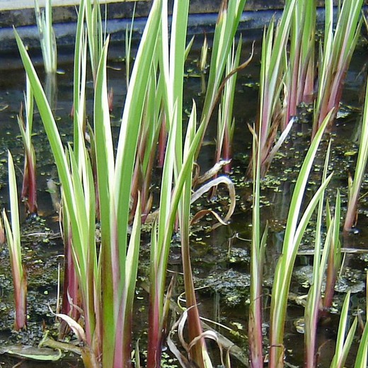 Acorus Calamus Variegatus