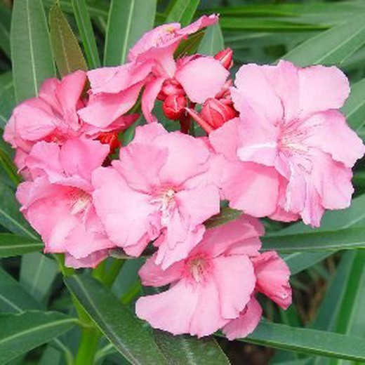 Lauriers roses, Nerium Oleander