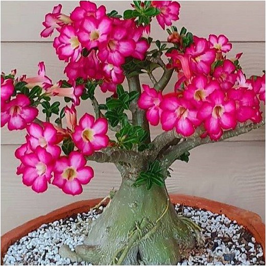 Adenium Obesum Rosa del desierto