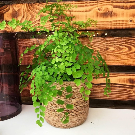 Adiantum dans un pot en osier