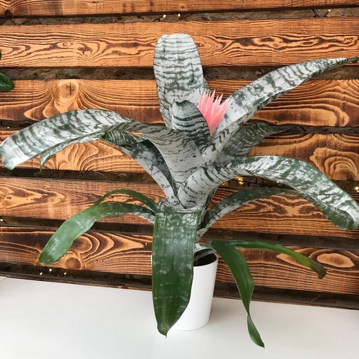 Aechmea Fasciata dans un pot en céramique