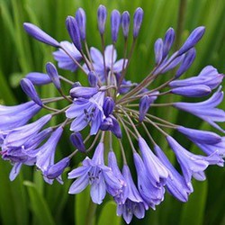 Mini Caixa Agapanthus Africanus 6 unidades. — Flores Frescas Online