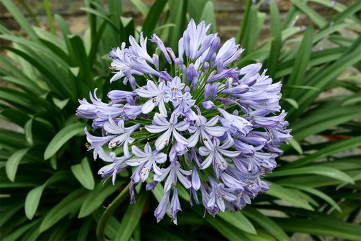 Agapanthus Blau