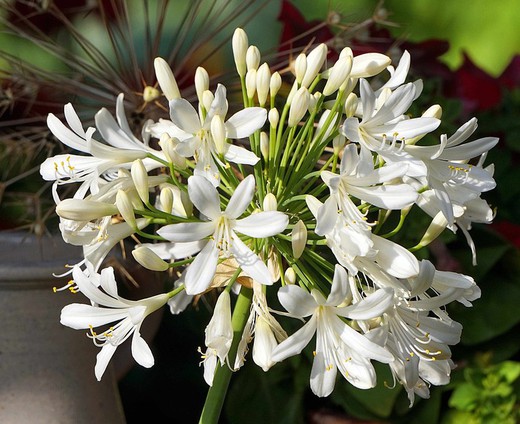 Agapanthus Blanc