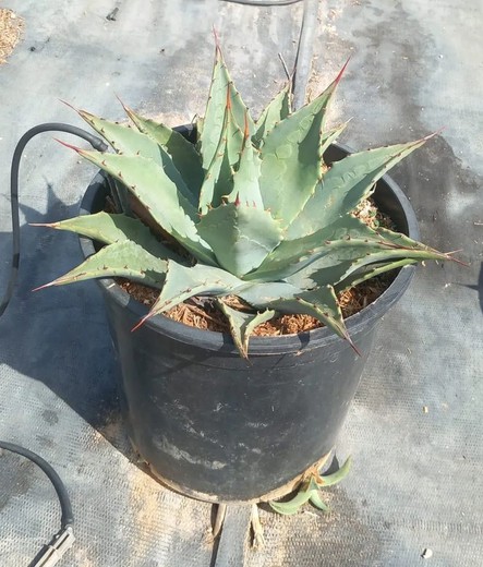 Agave Parryi