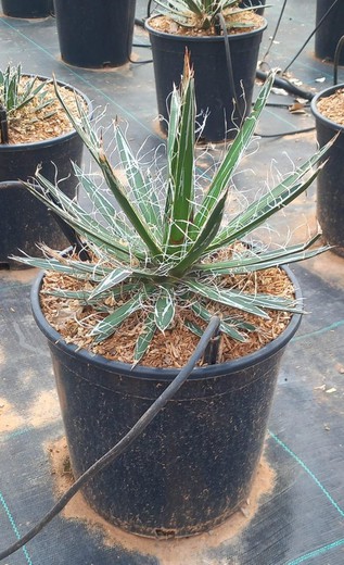 Agave S. White Stripe