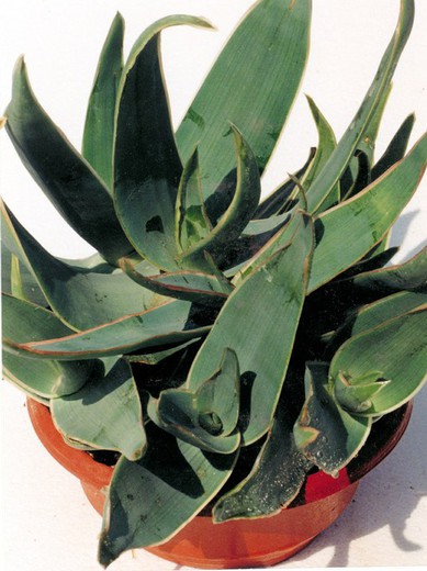 Agave Stricta