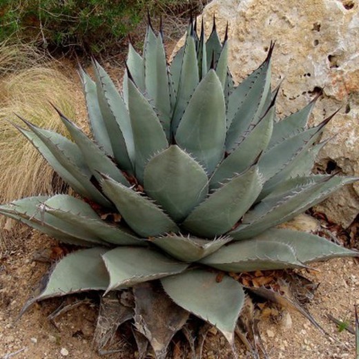 Agaves Dry Paradise