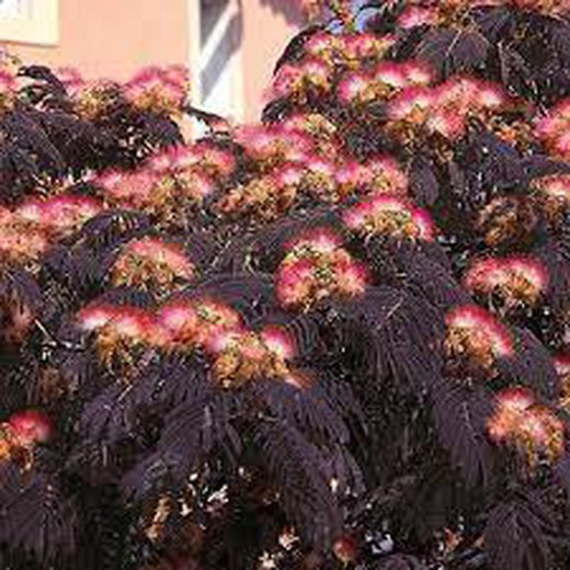 Albizia julibrissin 'Chocolate de verão'