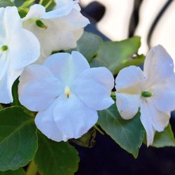 Plantas de Flor Lila — Floresfrescasonline
