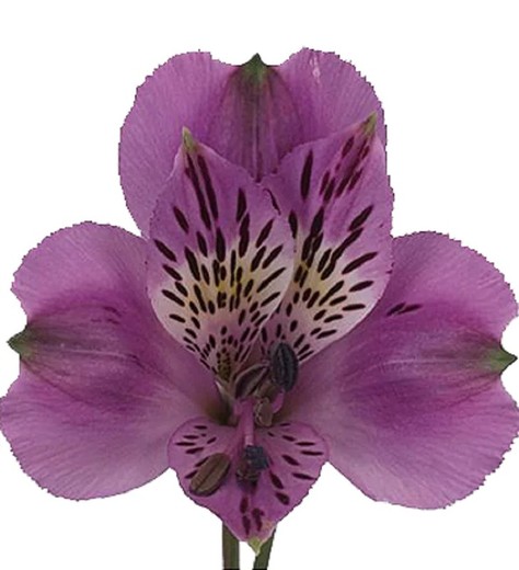 Alstroemeria Allure 10 tiges