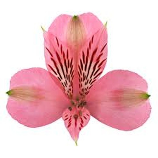 Alstroemeria Elegance 10 tiges