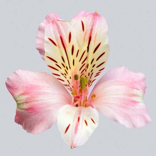 Alstroemeria Famke 10 tiges