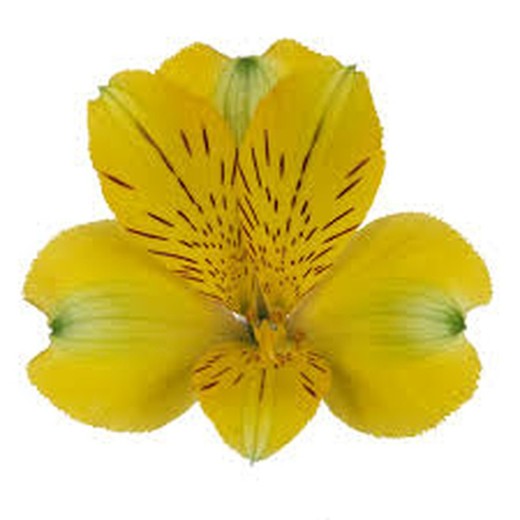 Alstroemeria Gold 10 hastes