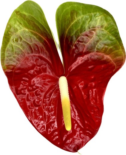 Anthurium Amigo amélioré