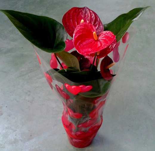 Anthurium Mini San Valentín