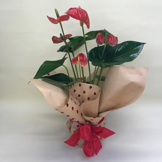 Anthurium Mini Saint-Valentin