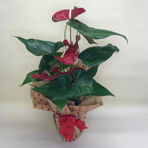 Anthurium Saint-Valentin