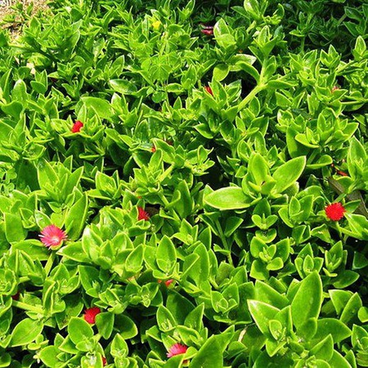 Aptenia Cordifolia Caixa 15 u.