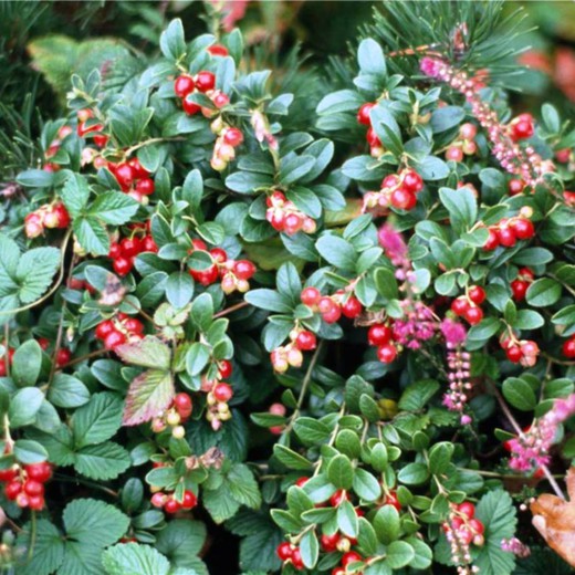 Cranberry vermelho